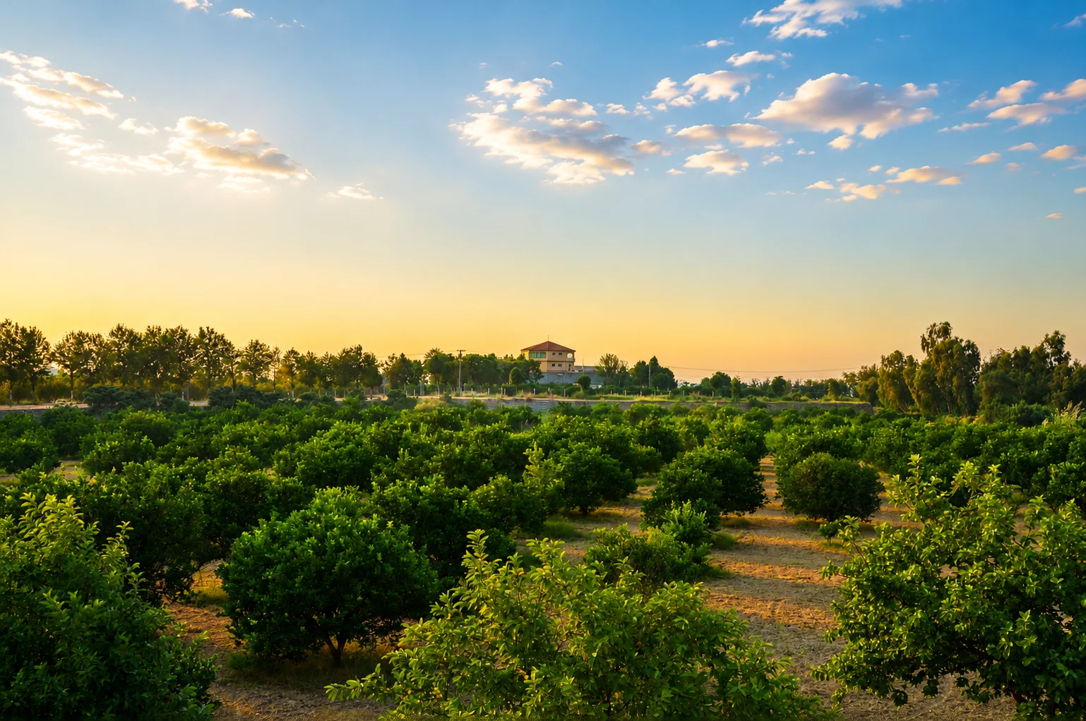 Junaid Agriculture Farms